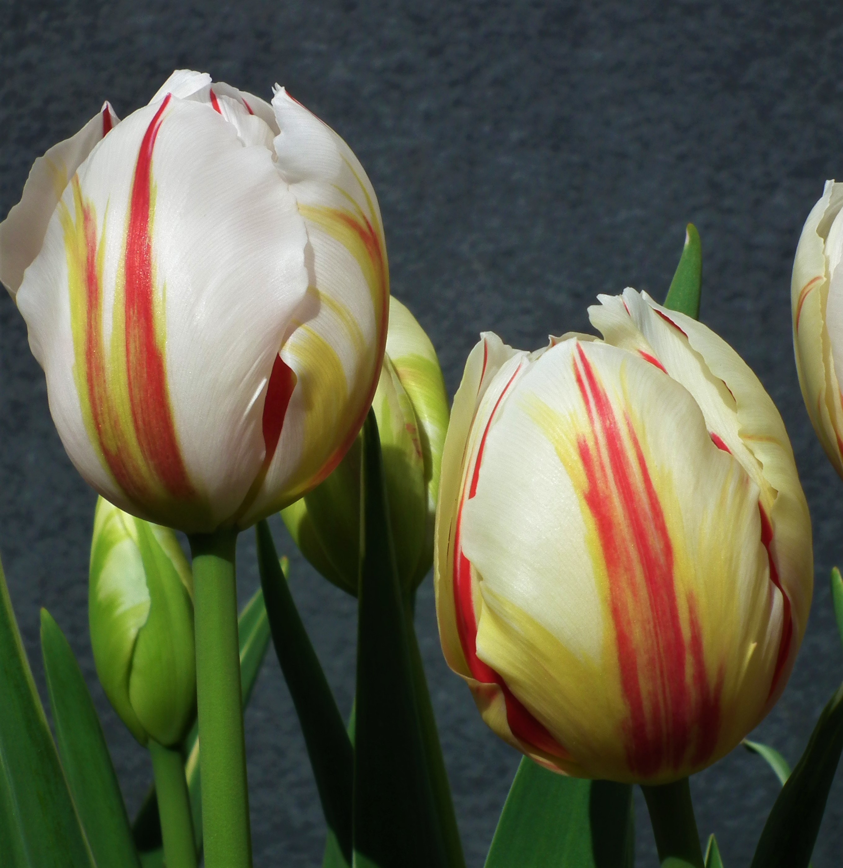 Tulip Carnival De Rio